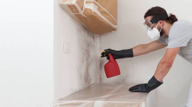 Professional Mold Cleanup technician working in Bethpage, NY